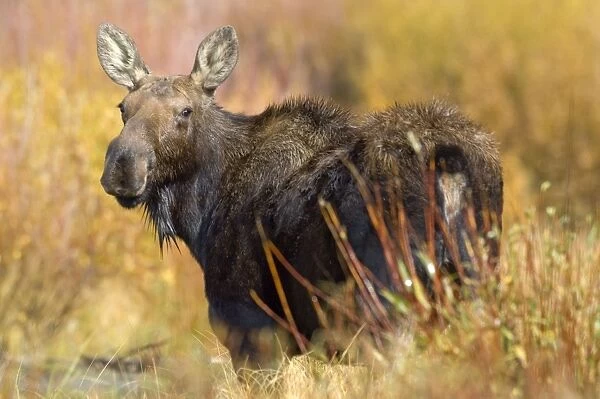 Moose Female looking back over shoulder Grand Teton NP USA