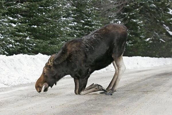 Moose - female Maine, New England USA