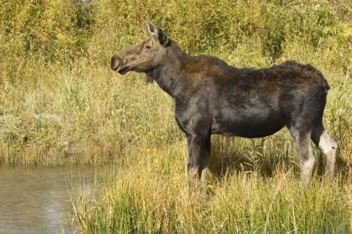 Framed Print : Moose Female standing at the waters edge Grand Teton NP USA Framed Print : Moose Female standing at the waters edge Grand Teton NP USA