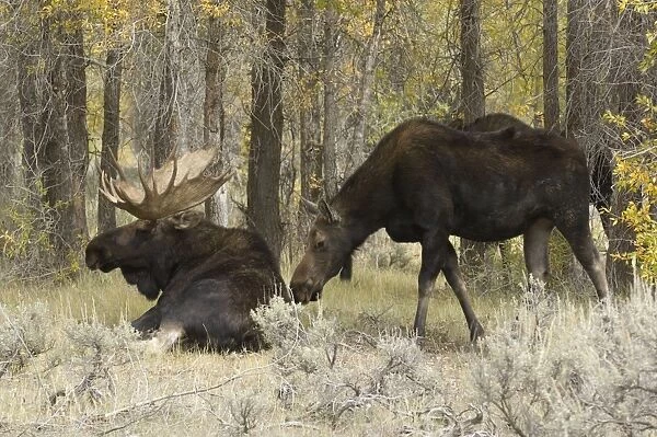 Moose Large bull with female Grand Teton NP USA