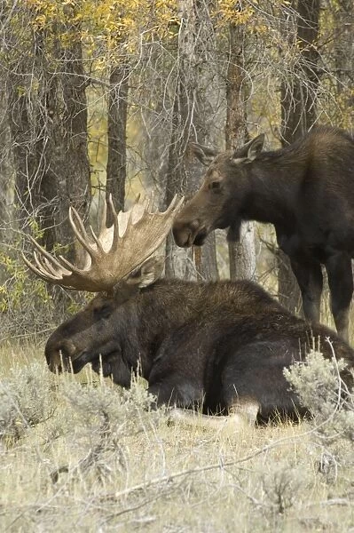Moose Large bull and female Grand Teton NP USA