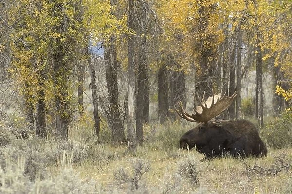 Moose Large bull lying down at edge of trees Grand Teton NP USA