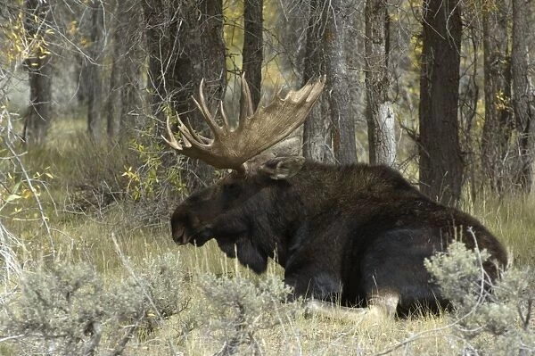 Moose Large bull lying down Grand Teton NP USA