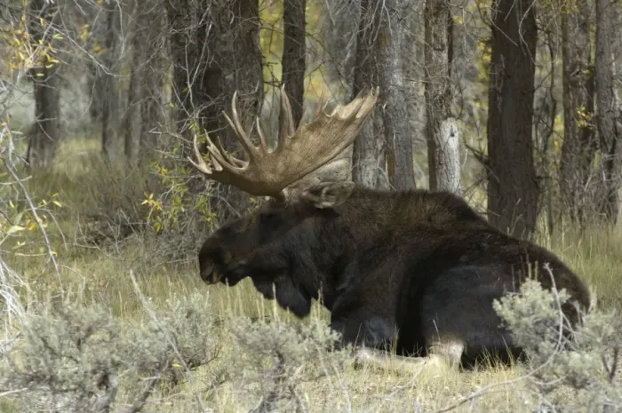 Framed Print : Moose Large bull lying down Grand Teton NP USA Framed Print : Moose Large bull lying down Grand Teton NP USA