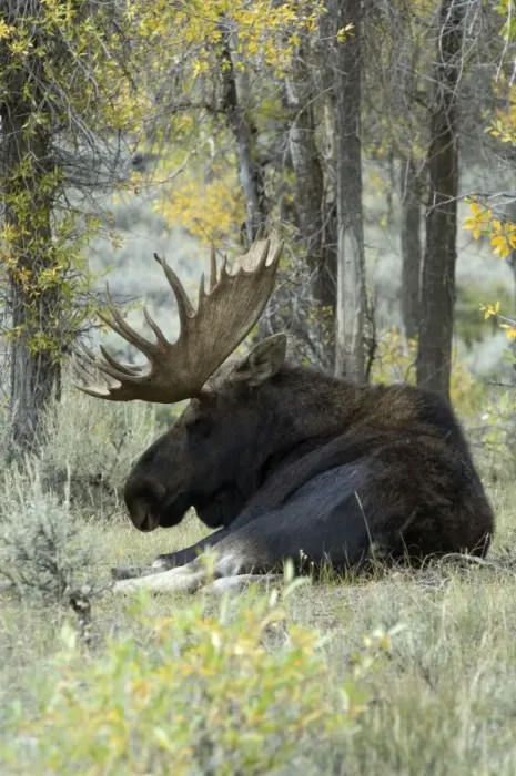 Framed Print : Moose Large bull lying down Grand Teton NP USA Framed Print : Moose Large bull lying down Grand Teton NP USA