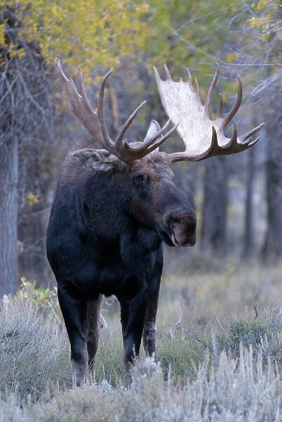 Moose Large Bull, portrait front view Grand Teton NP USA