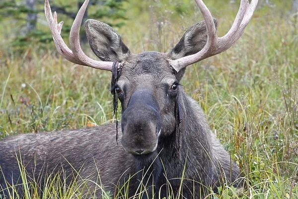 Moose - male about 3 years - losing his velvet - Seward Peninsula - Alaska