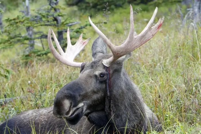 Framed Print : Moose - male about 3 years - losing his velvet - Seward Peninsula - Alaska
