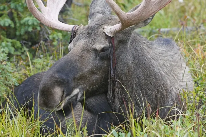 Framed Print : Moose - male about 3 years - losing his velvet - Seward Peninsula - Alaska Framed Print : Moose - male about 3 years - losing his velvet - Seward Peninsula - Alaska