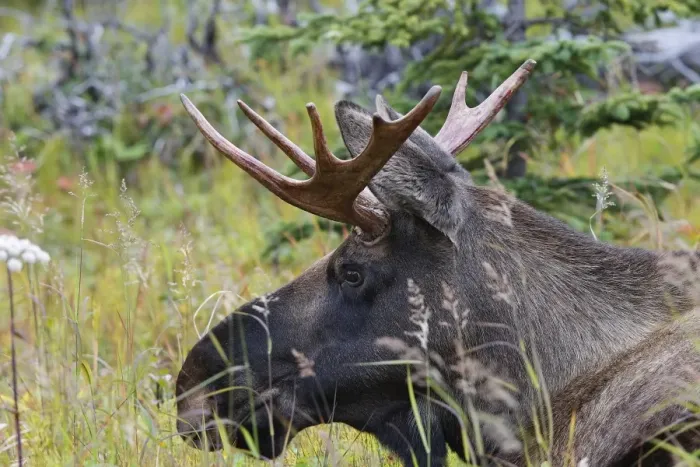 Framed Print : Moose - male about 3 years old - losing his velvet - Alaska Framed Print : Moose - male about 3 years old - losing his velvet - Alaska