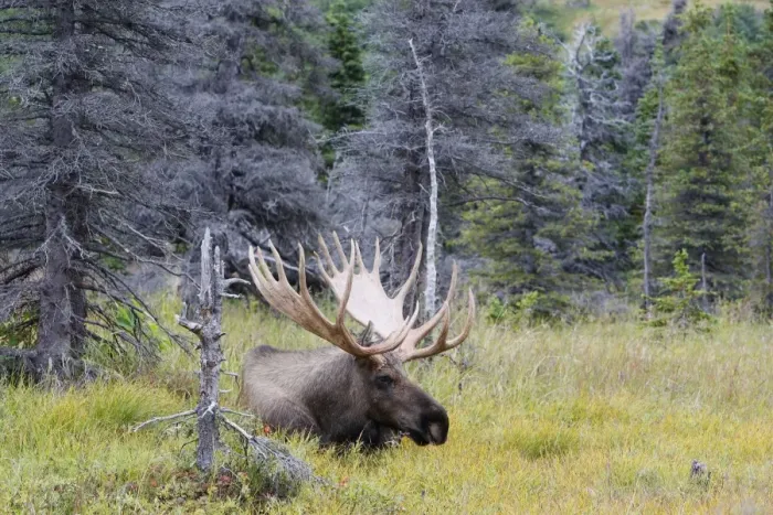 Framed Print : Moose - male 5-7 years old Framed Print : Moose - male 5-7 years old