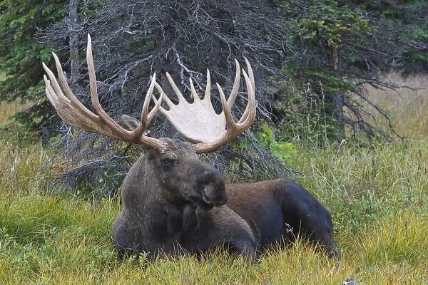 Moose - male 5-7 years old - Seward Peninsula - Alaska