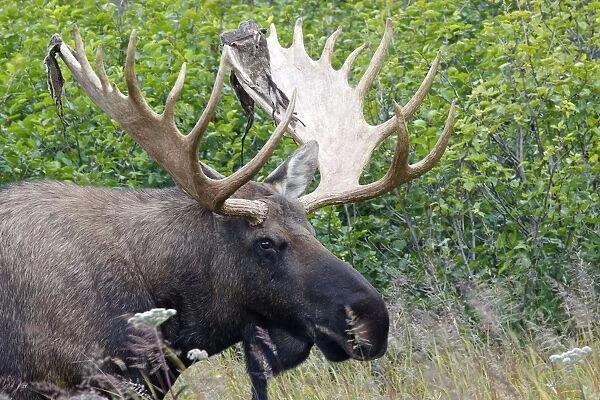 Moose - male 5-7 years with the remains of velvet - Seward Peninsula - Alaska