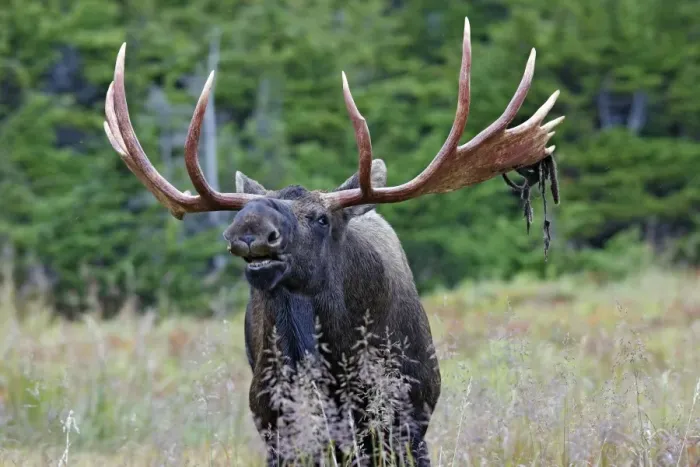 Framed Print : Moose - male 5 to 7 years seeking female - Alaska Framed Print : Moose - male 5 to 7 years seeking female - Alaska