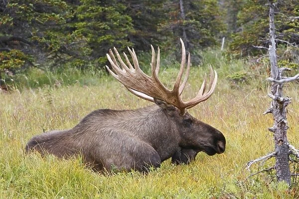 Moose - male 5-7 years - Seward Peninsula - Alaska