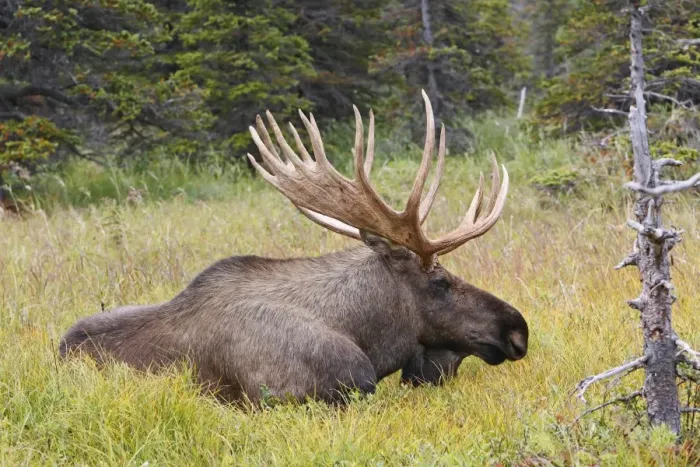 Framed Print : Moose - male 5-7 years - Seward Peninsula - Alaska Framed Print : Moose - male 5-7 years - Seward Peninsula - Alaska