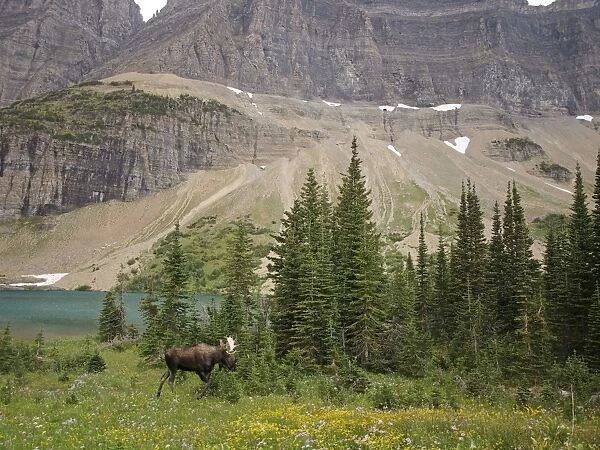 Moose - male - Glacier National Park - Canada
