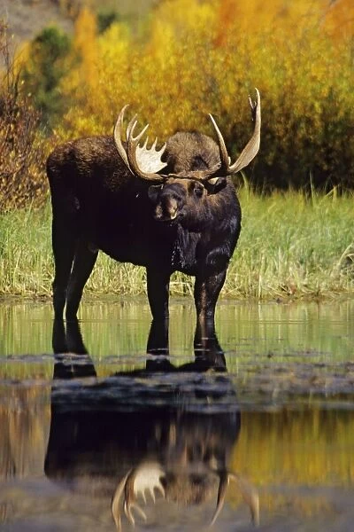 Moose - male USA. MM284