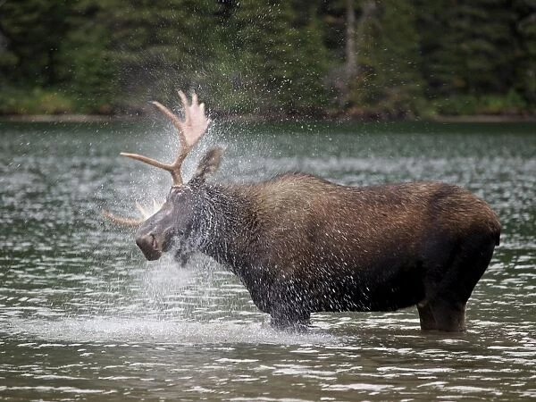 Moose - male in water - Waterton Lakes National Park - Canada