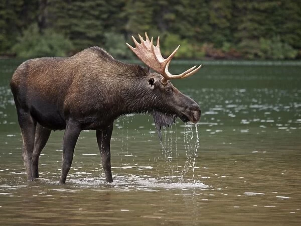 Moose - male in water - Waterton Lakes National Park - Canada