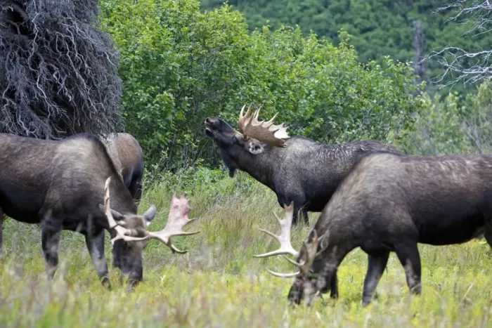 Framed Print : Moose - males - Alaska Framed Print : Moose - males - Alaska