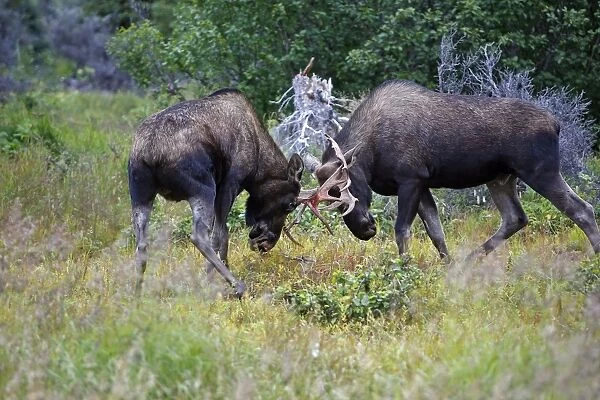 Moose - males approximately 2 to 3 years old - fighting - Alaska