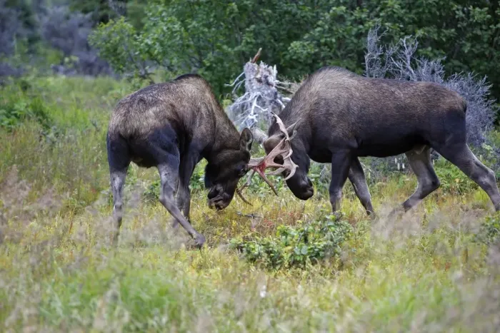 Framed Print : Moose - males approximately 2 to 3 years old - fighting - Alaska Framed Print : Moose - males approximately 2 to 3 years old - fighting - Alaska