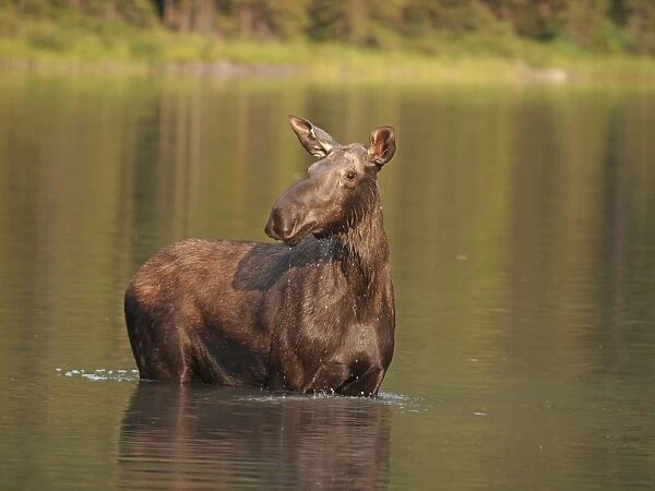 Moose - in water - Waterton Lakes National Park - Canada