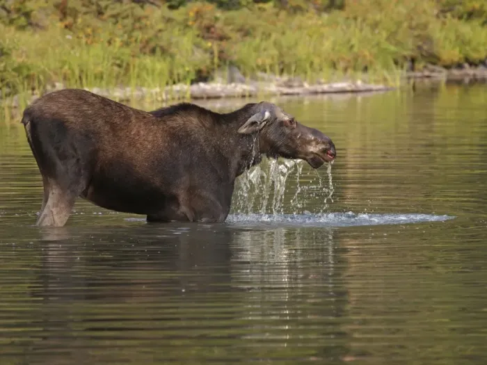 Framed Print : Moose - in water - Waterton Lakes National Park - Canada Framed Print : Moose - in water - Waterton Lakes National Park - Canada