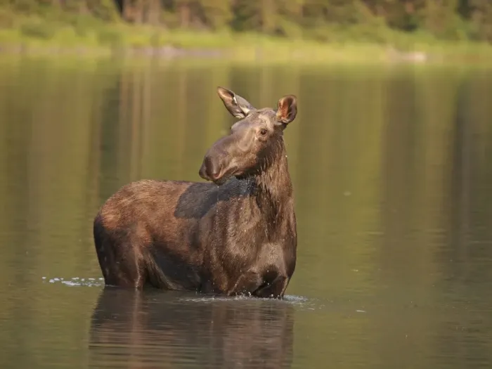 Framed Print : Moose - in water - Waterton Lakes National Park - Canada Framed Print : Moose - in water - Waterton Lakes National Park - Canada