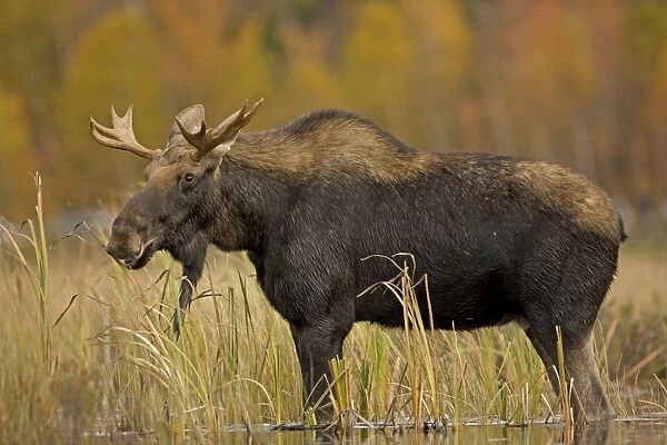 Moose - young bull male - Tupper Lake - Adirondack Mountains - New York - USA