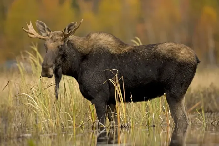 Framed Print : Moose - young bull male - Tupper Lake - Adirondack Mountains - New York - USA Framed Print : Moose - young bull male - Tupper Lake - Adirondack Mountains - New York - USA