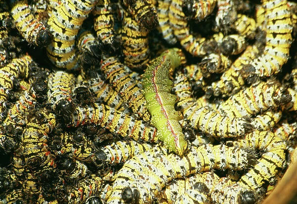 Mopane Emperor Moth - Caterpillars  /  “worms” gathered for food in Zimbabwe