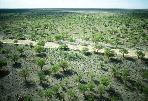 Mopane Trees Etosha National Park, Namibia, Africa