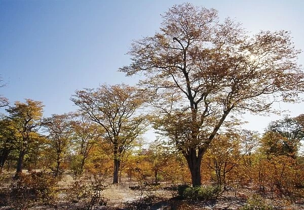 Mopane Woodland In autumn, Botswana, Africa