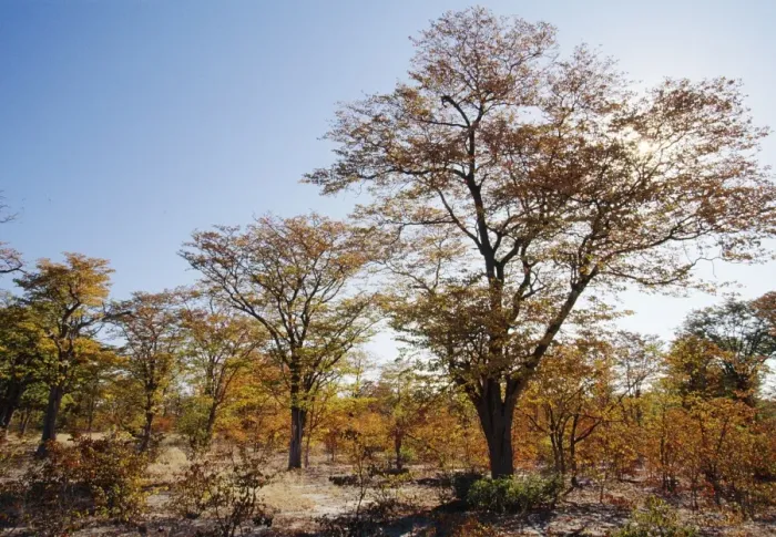 Framed Print : Mopane Woodland In autumn, Botswana, Africa Framed Print : Mopane Woodland In autumn, Botswana, Africa