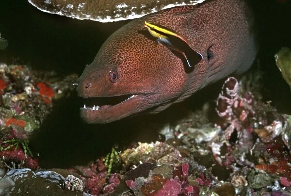 Moray Eel and Cleaner Wrasse (Labroides sp) - Cleaner wrasse are the barbers of the reef. Here we see a wrasse nipping parasites from a moray eel. The little fish is in no danger