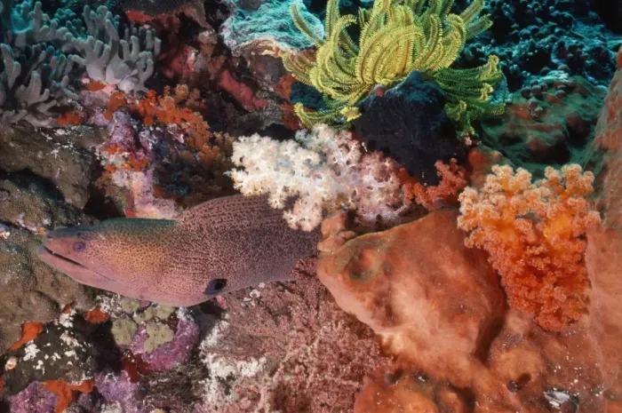 Framed Print : Moray Eel Indo Pacific, Indonesia Framed Print : Moray Eel Indo Pacific, Indonesia