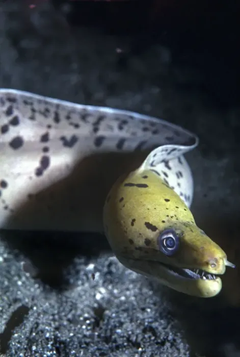 Framed Print : Moray eel - a meter in length this moray showed great curiosity pushing his mouth against the camera lens. Papua New Guinea Framed Print : Moray eel - a meter in length this moray showed great curiosity pushing his mouth against the camera lens. Papua New Guinea