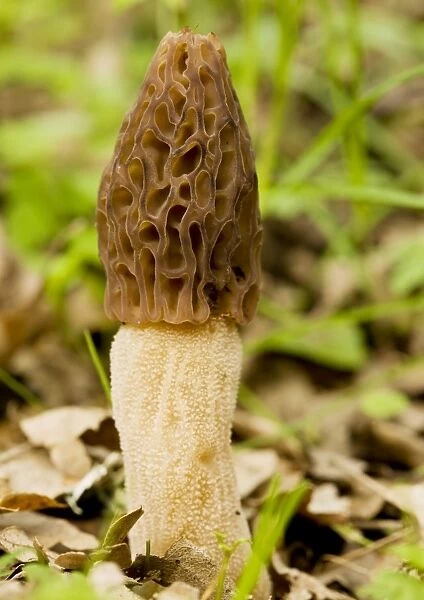 Morel - Edible spring fungus in woodland, Gargano Italy