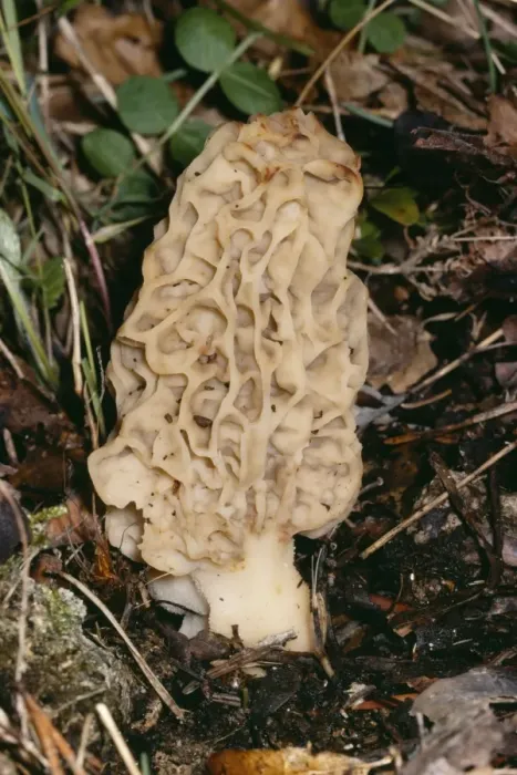 Framed Print : Morel Fungi - Edible Framed Print : Morel Fungi - Edible