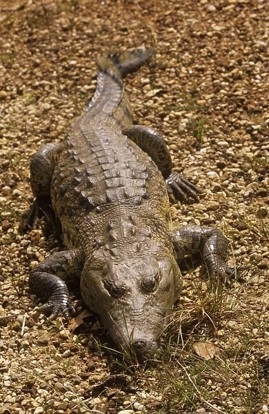 Morelet's  /  Belize Crocodile - resting