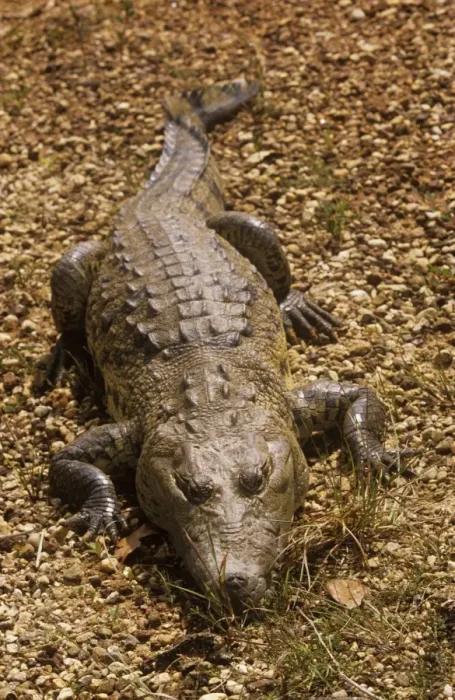 Framed Print : Morelet's / Belize Crocodile - resting Framed Print : Morelet's / Belize Crocodile - resting
