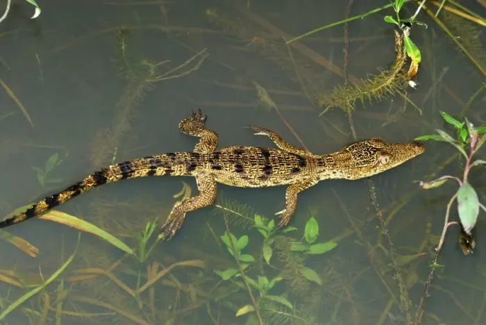 Framed Print : Morelet's Crocodile Framed Print : Morelet's Crocodile