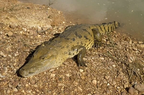 Morelet's Crocodile Belize