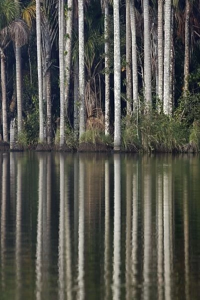 Moriche Palm - at the edge of Lake Sandoval Amazon Peru