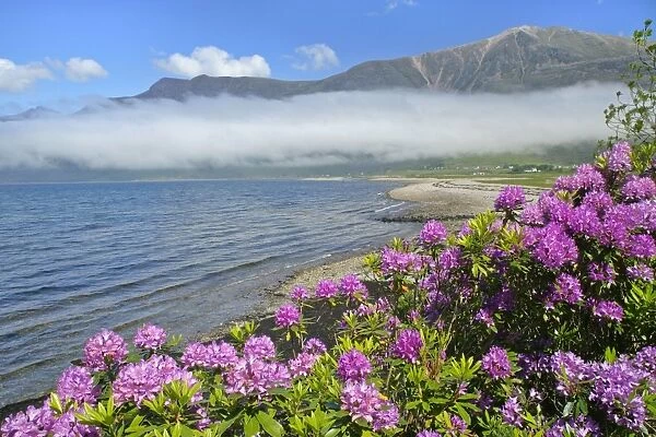 morning fog over Loch Torridon and Torridon mountains in spring with blooming rhododendron along the coastline Loch Torridon, Western Highlands, Scotland, UK