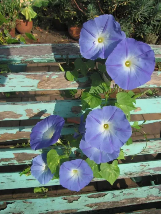 Framed Print : Morning Glory / Pomea flowers growing through old bench Framed Print : Morning Glory / Pomea flowers growing through old bench