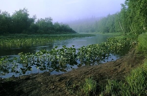 Morning mist over river Serga, early morning; summer; typical in Middle Ural Mountains region, Russia Ur31. 0110