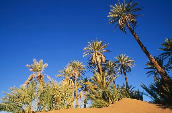Morocco Date Palm trees (Phoenix dactylifera) in a true desert setting at the palmery near Ait Isfoul, Draa valley south of the High Atlas mountain range